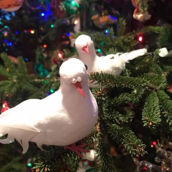 Two Turtle doves makes a beautiful Christmas 🎁 gift - Picture 2 of 3